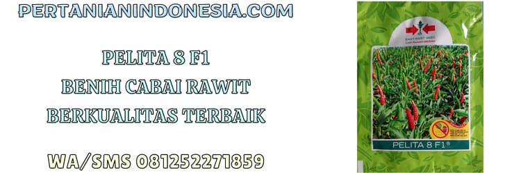 pelita 8,f1,benih,cabai rawit,kualitas terbaik